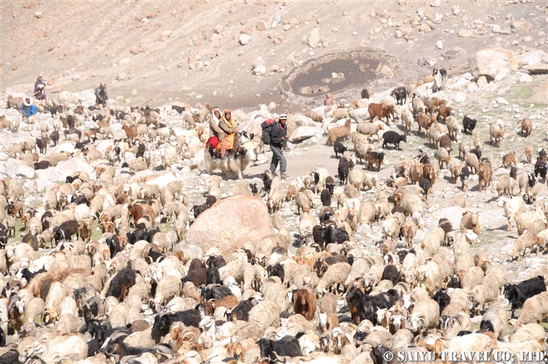 ”Kuch”, a summer in Shimshal Pamir